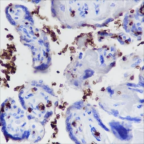 Anti-Recombinant Glycophorin A, clone A231
