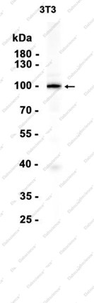 Anti-Recombinant Ubiquitin Protein Ligase E3A, clone C173184