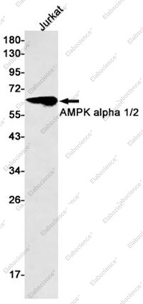 Anti-Recombinant AMPK alpha 1/2, clone C132637