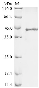 Regenerating islet-derived protein 3-gamma (REG3G), human, recombinant