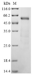 Complement C1r subcomponent-like protein (C1rl), mouse, recombinant