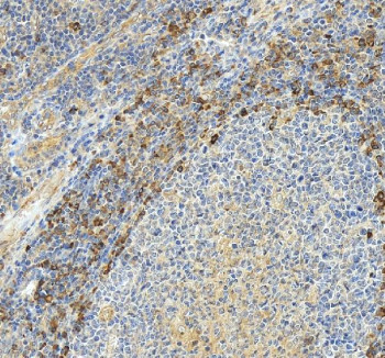 Anti-Glycoprotein 9 / Gp9 / CD42a