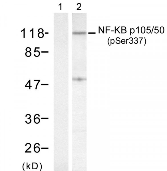 Anti-phospho-NFkB p105/p50 (Ser337)