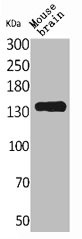 Anti-CNTN1
