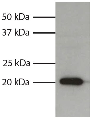 Anti-Mouse IgG1 (HRP), pre-adsorbed [Goat]