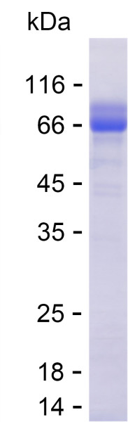 Recombinant Human MYRF Protein