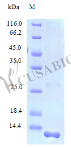 Lymphotactin protein (XCL1), partial (Active), human, recombinant