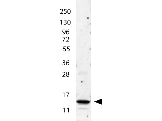 Anti-Interleukin-2 (IL-2)