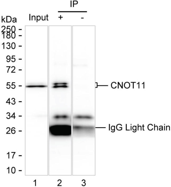 Anti-CNOT11