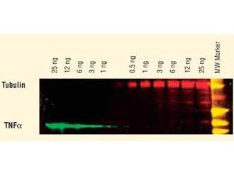 Anti-GFP (Min X Hu Ms and Rt Serum Proteins), DyLight 649 conjugated