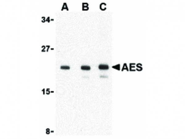 Anti-AES