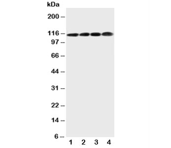 Anti-CEA, clone C6G9