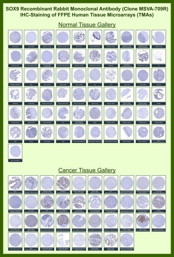 Anti-SOX9 for IHC / SRY-box transcription factor 9, clone MSVA-709R