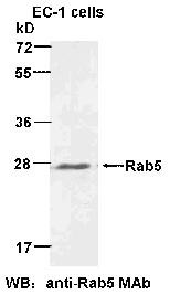 Anti-Rab5, monoclonal