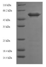 Dual specificity mitogen-activated protein kinase kinase 3 (MAP2K3), human, recombinant
