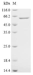 Tubulin beta-5 chain (Tubb5), recombinant mouse