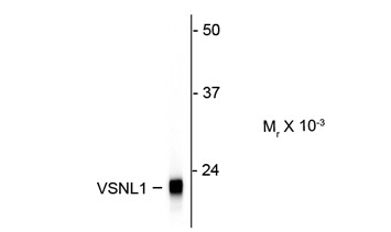 Anti-Visinin like 1, clone 2D11