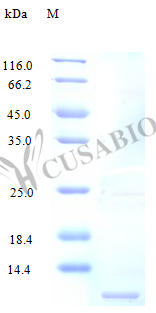 C-C motif chemokine 3-like 1 protein (CCL3L1) (Active), human, recombinant