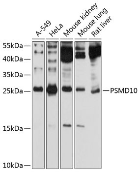 Anti-PSMD10