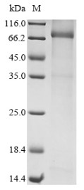 Mannan-binding lectin serine protease 2 (MASP2), human, recombinant