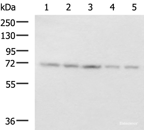 Anti-PAIP1