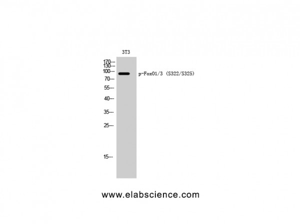 Anti-Phospho-FoxO1/3 (Ser322/S325)