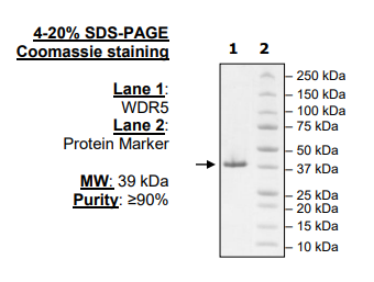 WDR5, His-Tag, Biotin-Labeled
