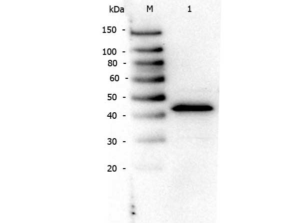 Anti-PPAR alpha (N-terminal specific)