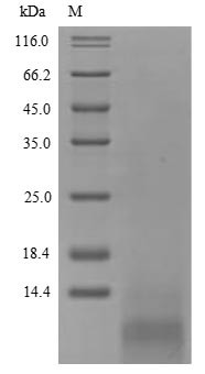 Hydrophobin-2 (hfb2), Hypocrea jecorina, recombinant
