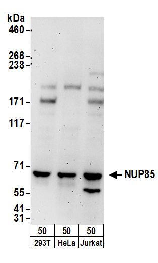 Anti-NUP85