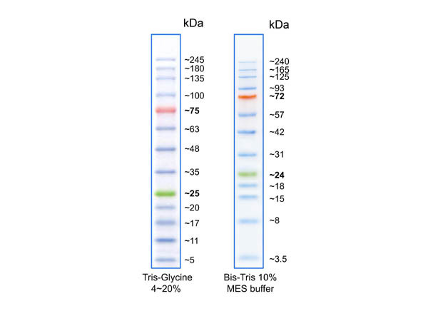 Opal Prestained Protein Standard 3.5-245kDa