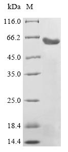 Leucine-rich repeat-containing G-protein coupled receptor 5 (LGR5), partial, human, recombinant