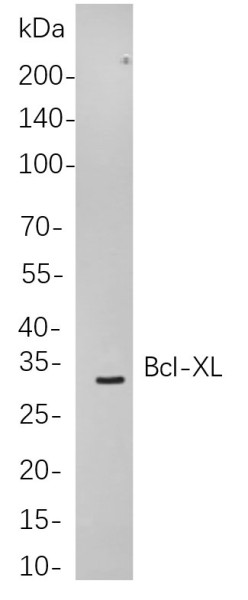 Anti-Recombinant Bcl-XL, clone 3P6