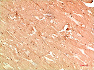 Anti-ATG13
