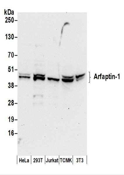 Anti-Arfaptin-1