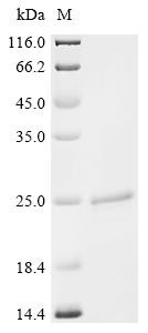 Peptidoglycan-associated lipoprotein (pal), Haemophilus influenzae, recombinant