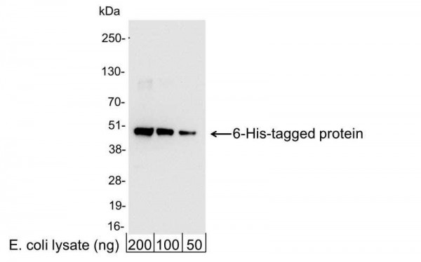 Anti-6-His, HRP conjugated