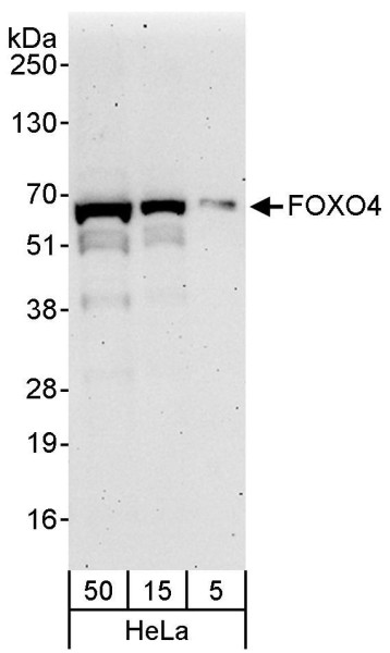 Anti-FOXO4