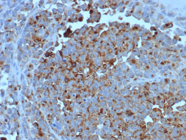 Anti-CD63 (Late Endosomes Marker), clone LAMP3/7369