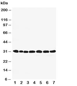 Anti-Peroxiredoxin 4 (PRDX4)