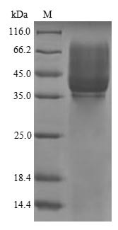 Cadherin-3 (CDH3), swine, recombinant