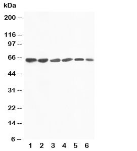 Anti-FMO4 Flavin containing monooxygenase 4