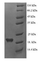 Beta-defensin 124 (DEFB124), human, recombinant