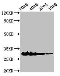 Anti-Snaclec rhodocytin subunit alpha