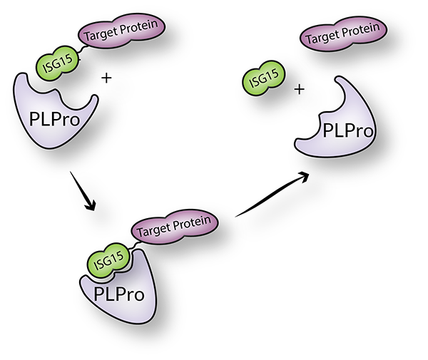 PLpro (SARS Coronavirus) (rec.) (His)