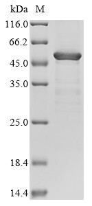 Protein mono-ADP-ribosyltransferase PARP4 (PARP4), partial, human, recombinant