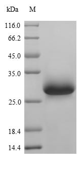 von Willebrand factor (Vwf), partial, mouse, recombinant