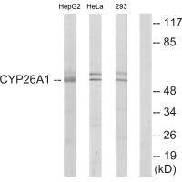 Anti-CYP26A1