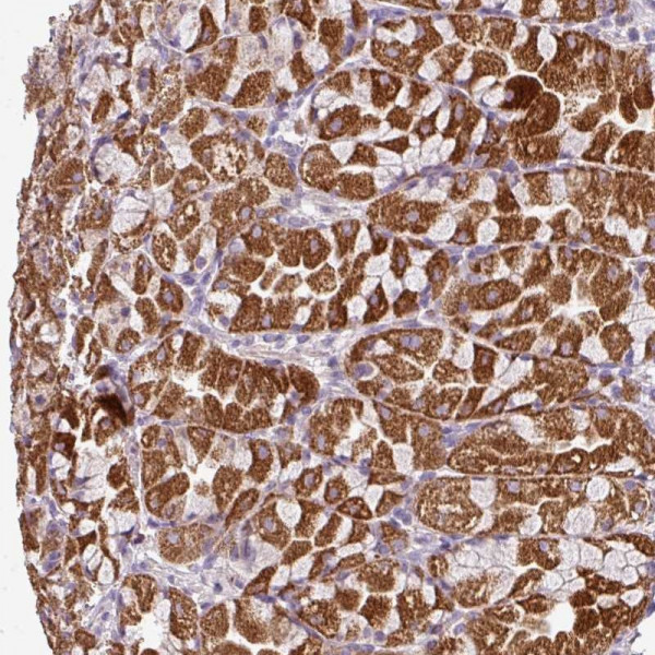 Anti-MPP6