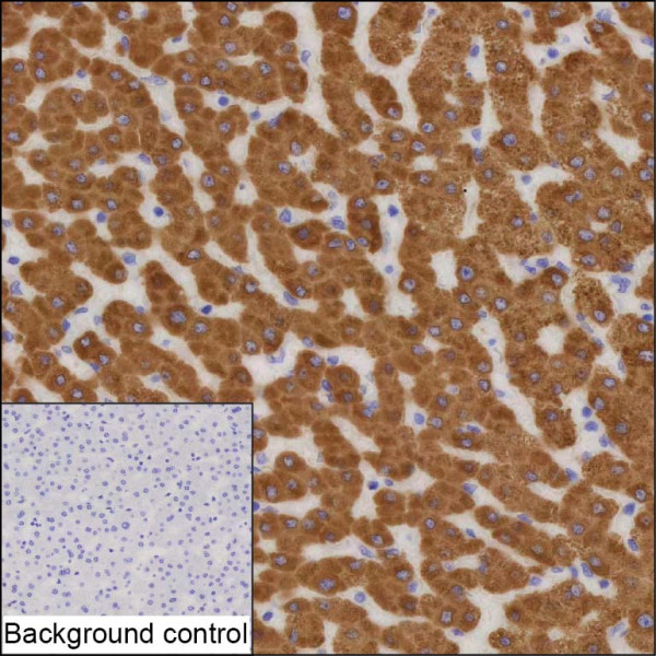Anti-Liver Carboxylesterase 1
